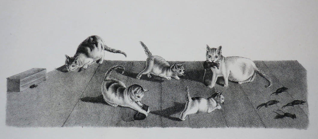 [Chats attrapant des souris].  c.1820.