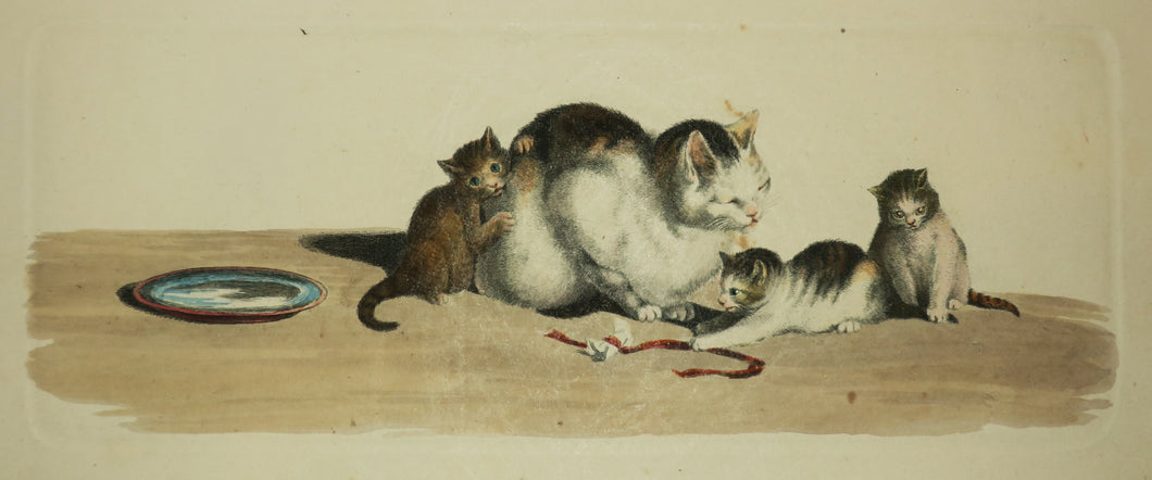 [Mère chatte et ses trois chatons].