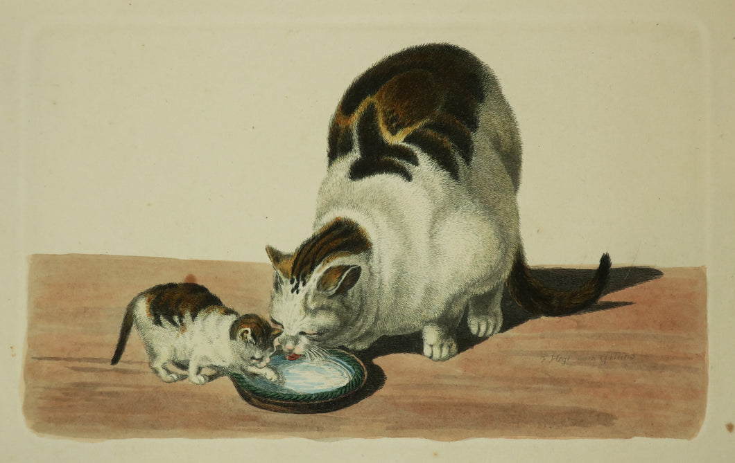 [Mère chatte et son chaton lapant du lait].