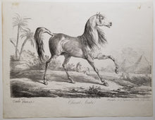 Charger l&#39;image dans la galerie, Cheval Arabe. c.1820.
