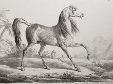 Charger l&#39;image dans la galerie, Cheval Arabe. c.1820.
