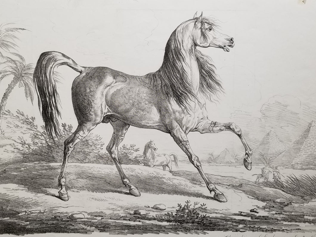 Cheval Arabe. c.1820.