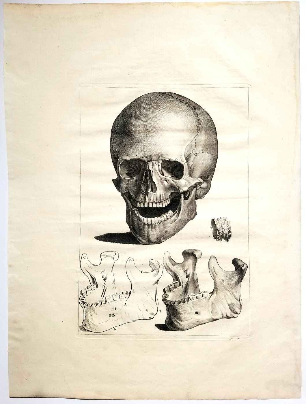Crâne humain et maxillaire inférieure. 1779.