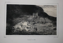 Charger l&#39;image dans la galerie, Une lionne &amp; ses petits.
