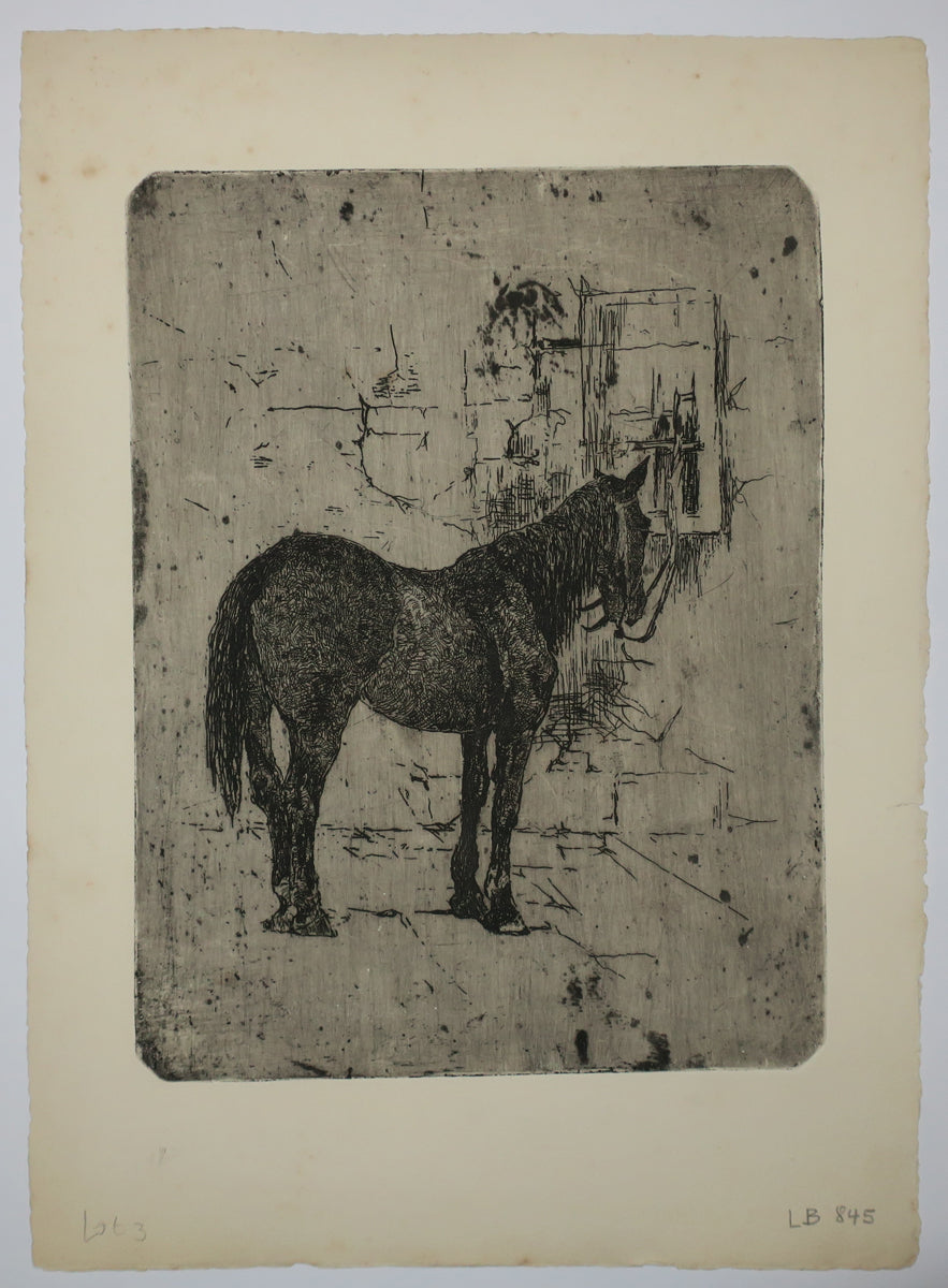 [Cheval de profil droit].