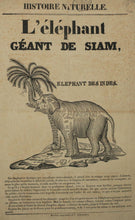 Charger l&#39;image dans la galerie, L&#39;Eléphant Géant de Siam, Eléphant des Indes. c.
