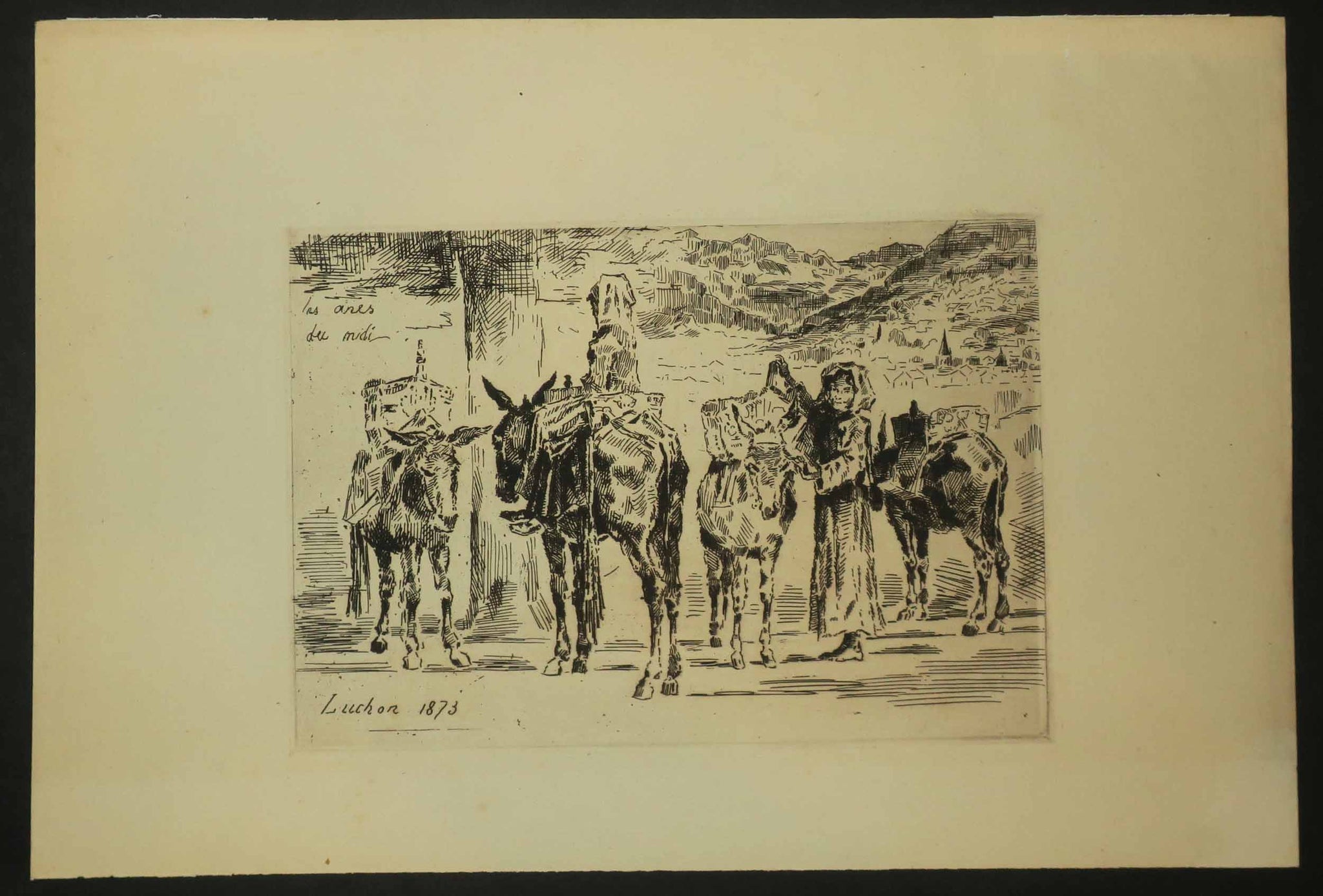 Feuilles d'Ânes du Midi.