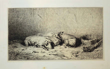 Charger l&#39;image dans la galerie, Quatre porcs couchés.
