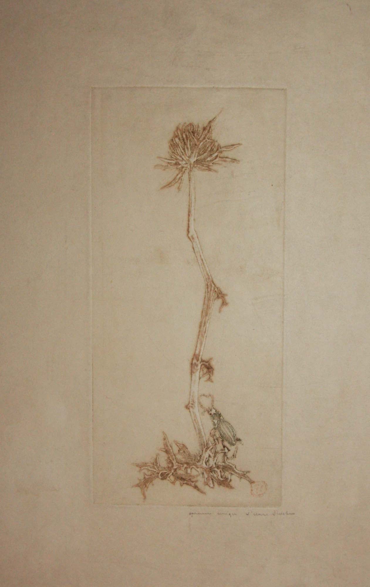 [Plante et insecte].