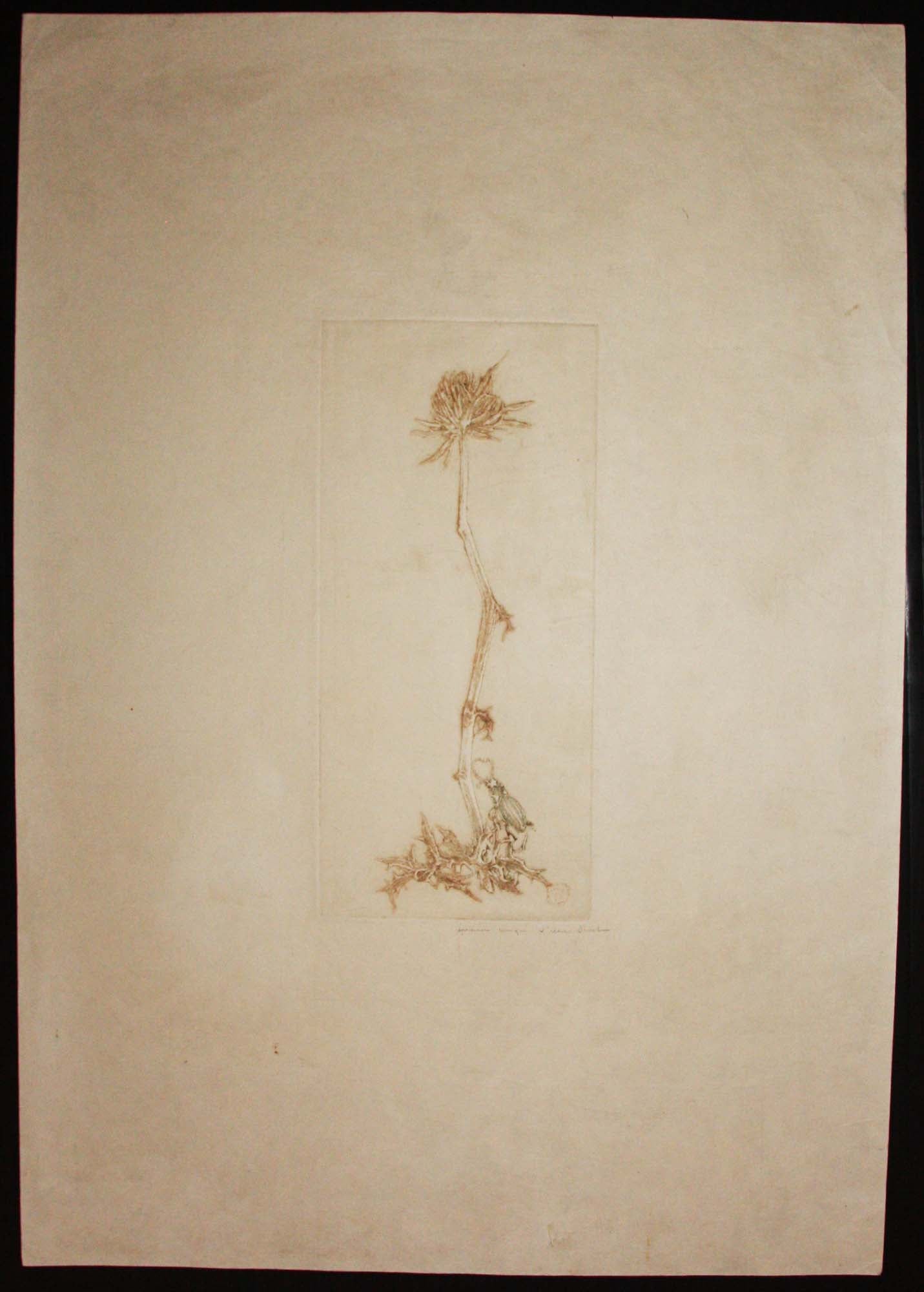 [Plante et insecte].