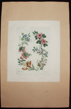 Charger l&#39;image dans la galerie, Planche de &quot;Nouvelle suite de cahiers de fleurs naturelles à l&#39;usage des dessinateurs et des peintres dessinés par Jean Pillement&quot;.
