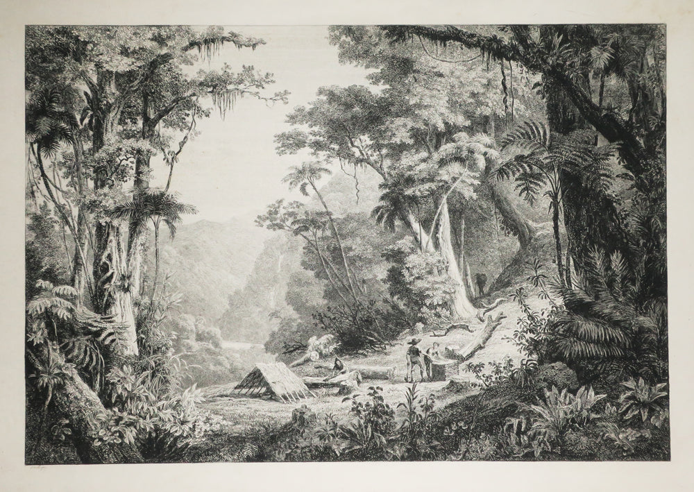 Vallée de San Juan del Oro (La récolte du quinquina). 
