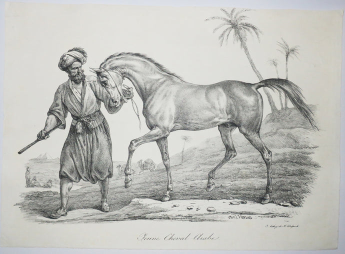 Jeune cheval arabe.