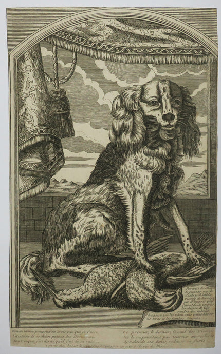 Portrait du chien de gunnar Roy de Suède qu'il établie Viceroy de Norvège par le mépris qu'il faisait de ses peuples, les obligea de lui rendre des mêmes honneurs qu'à lui-même sous peine d'avoir les bras et les jambes coupées. 
