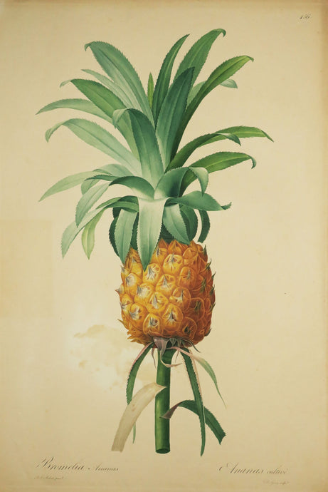 Ananas cultivé (Bromelia Ananas). De la série 