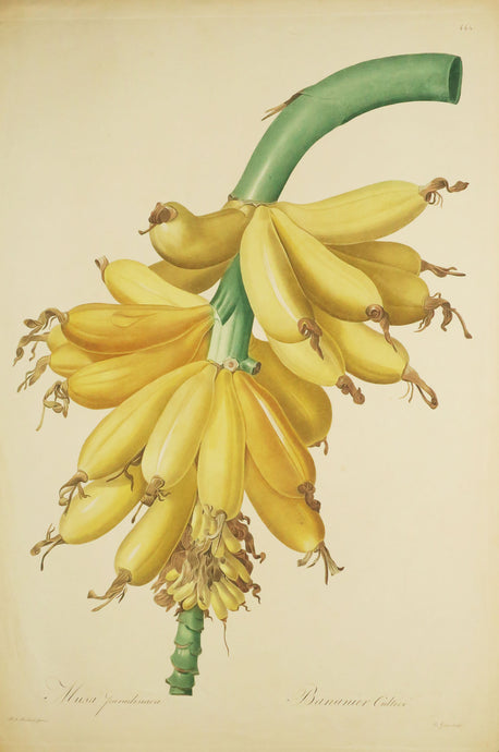 Bananier cultivé (Musa paradisiaca). De la série 