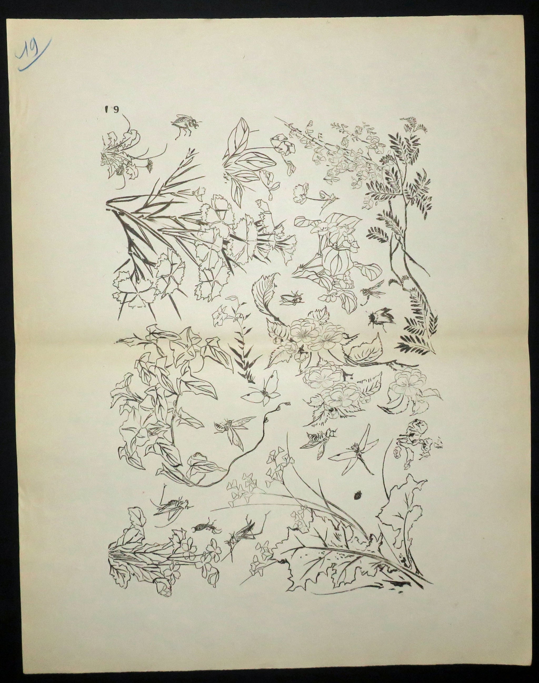 [Insectes et plantes]. Motifs pour le décor d’un service de table en faïence de la maison Rousseau.