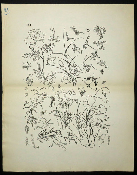 [Insectes et plantes]. Motifs pour le décor d’un service de table en faïence de la maison Rousseau.