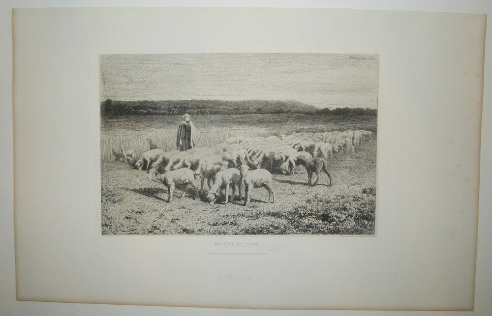 Moutons en plaine. 