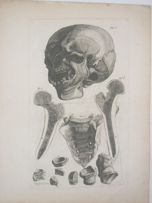 Crâne et os du crâne. 