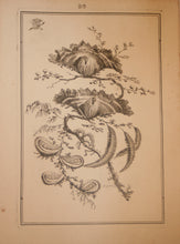Charger l&#39;image dans la galerie, Fleurs Idéalle inventée et dessinée par Jean Pillement, Premier peintre du Roy de Pologne et gravée par Edouard Gautier Dagoty.
